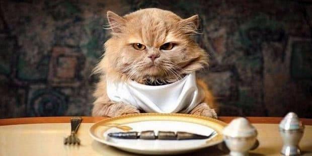 Диета котенка Диета котенка